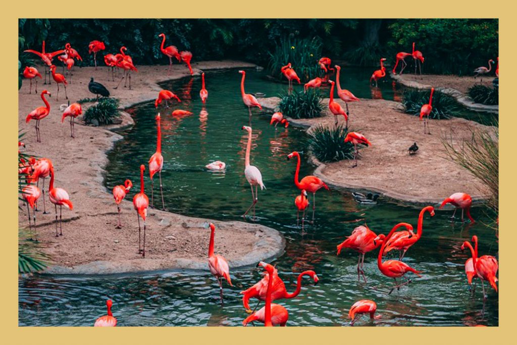 Sultanpur Bird Sanctuary- tourist attractions in Gurgaon